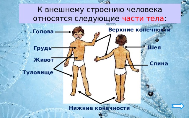 К внешнему строению человека относятся следующие части тела : Верхние конечности Голова Шея Грудь Живот Спина Туловище Нижние конечности 