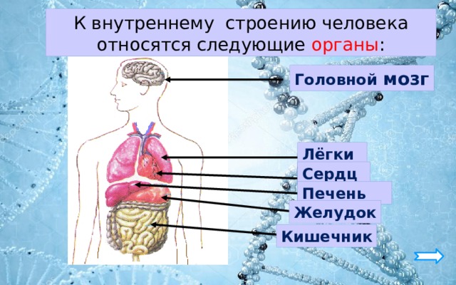 К внутреннему строению человека относятся следующие органы : Головной мозг Лёгкие Сердце Печень Желудок Кишечник 