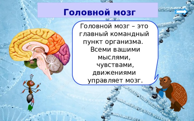  Головной мозг Головной мозг – это главный командный пункт организма. Всеми вашими мыслями, чувствами, движениями управляет мозг. 