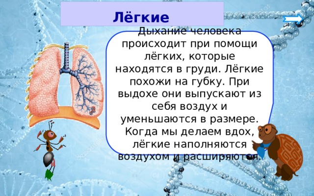 Лёгкие Дыхание человека происходит при помощи лёгких, которые находятся в груди. Лёгкие похожи на губку. При выдохе они выпускают из себя воздух и уменьшаются в размере. Когда мы делаем вдох, лёгкие наполняются воздухом и расширяются . 