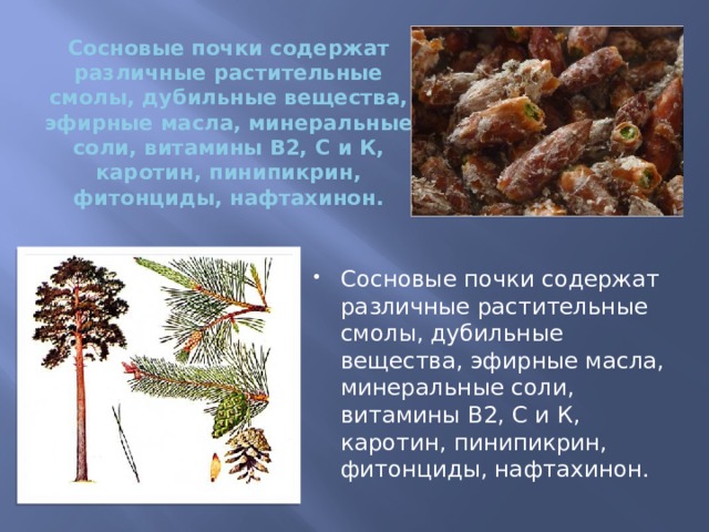 Сосновые почки содержат различные растительные смолы, дубильные вещества, эфирные масла, минеральные соли, витамины В2, С и К, каротин, пинипикрин, фитонциды, нафтахинон.   Сосновые почки содержат различные растительные смолы, дубильные вещества, эфирные масла, минеральные соли, витамины В2, С и К, каротин, пинипикрин, фитонциды, нафтахинон. 