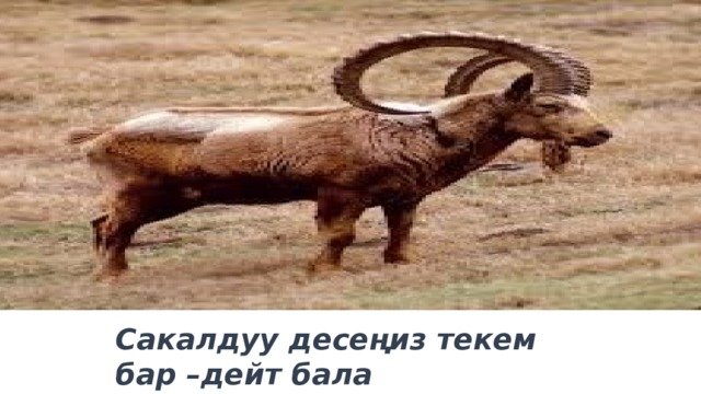 Сакалдуу десеңиз текем бар –дейт бала 