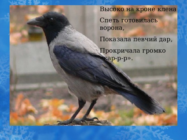 Высоко на кроне клена Спеть готовилась ворона, Показала певчий дар, Прокричала громко «кар-р-р». 