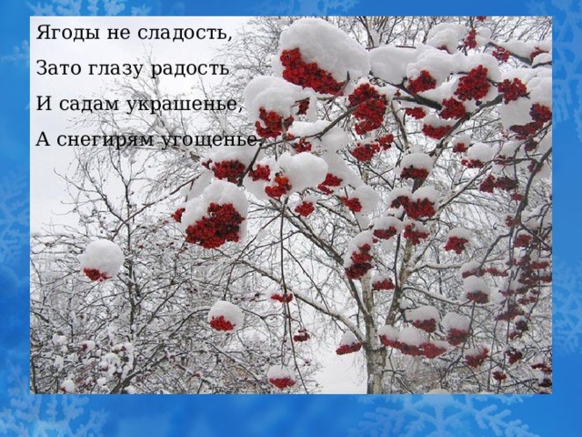 Ягоды не сладость, Зато глазу радость И садам украшенье, А снегирям угощенье. 