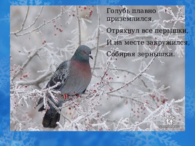 Голубь плавно приземлился, Отряхнул все перышки, И на месте закружился, Собирая зернышки. 