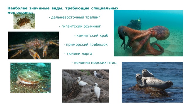 Наиболее значимые виды, требующие специальных мер охраны: - дальневосточный трепанг - гигантский осьминог - камчатский краб - приморский гребешок - тюлени ларга - колонии морских птиц 