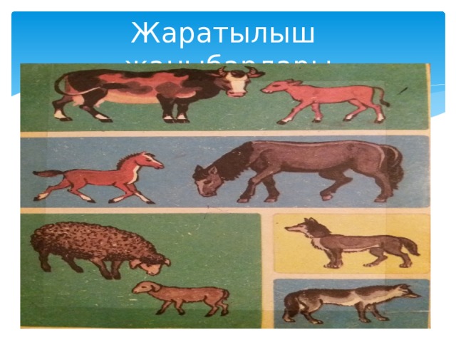 Жаратылыш жаныбарлары 
