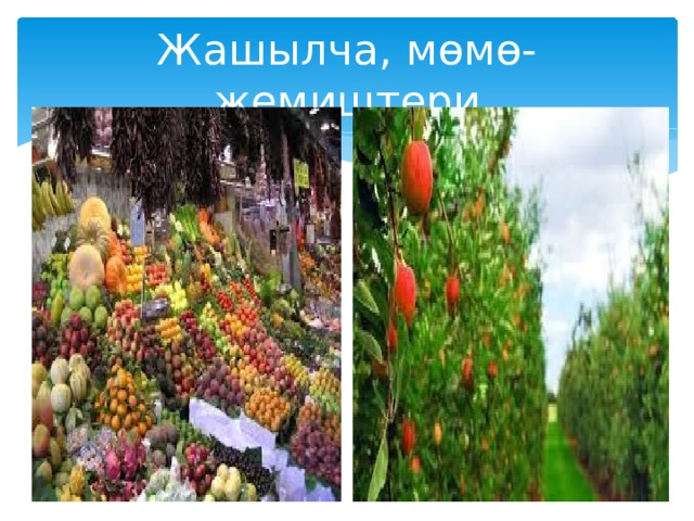 Жашылча, мөмө-жемиштери 