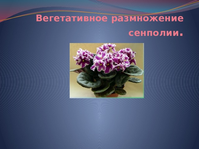 Вегетативное размножение сенполии . 