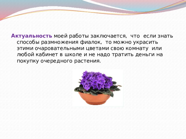    Актуальность моей работы заключается, что  если знать способы размножения фиалок, то можно украсить этими очаровательными цветами свою комнату или любой кабинет в школе и не надо тратить деньги на покупку очередного растения. 