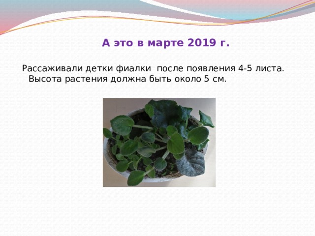 А это в марте 2019 г.  Рассаживали детки фиалки после появления 4-5 листа. Высота растения должна быть около 5 см. 