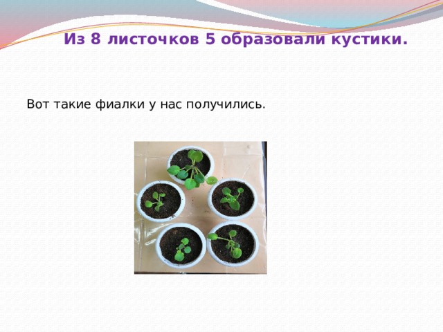 Из 8 листочков 5 образовали кустики.   Вот такие фиалки у нас получились. 