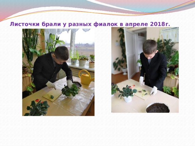 Листочки брали у разных фиалок в апреле 2018г.   