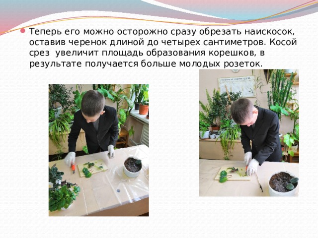 Теперь его можно осторожно сразу обрезать наискосок, оставив черенок длиной до четырех сантиметров. Косой срез увеличит площадь образования корешков, в результате получается больше молодых розеток. 