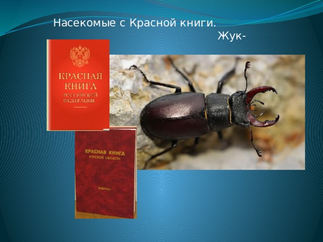 Насекомые с Красной книги.  Жук-олень 