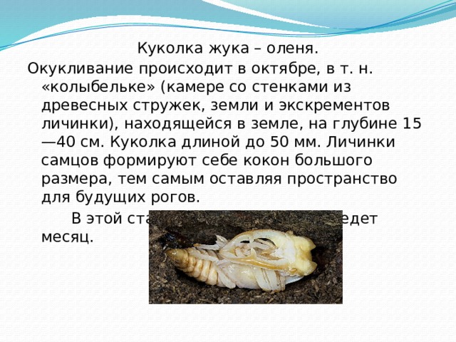 Куколка жука – оленя. Окукливание происходит в октябре, в т. н. «колыбельке» (камере со стенками из древесных стружек, земли и экскрементов личинки), находящейся в земле, на глубине 15—40 см. Куколка длиной до 50 мм. Личинки самцов формируют себе кокон большого размера, тем самым оставляя пространство для будущих рогов.  В этой стадии будущий жук проведет месяц. 