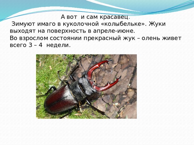   А вот и сам красавец .   Зимуют имаго в куколочной «колыбельке». Жуки выходят на поверхность в апреле-июне.  Во взрослом состоянии прекрасный жук – олень живет всего 3 – 4  недели.   