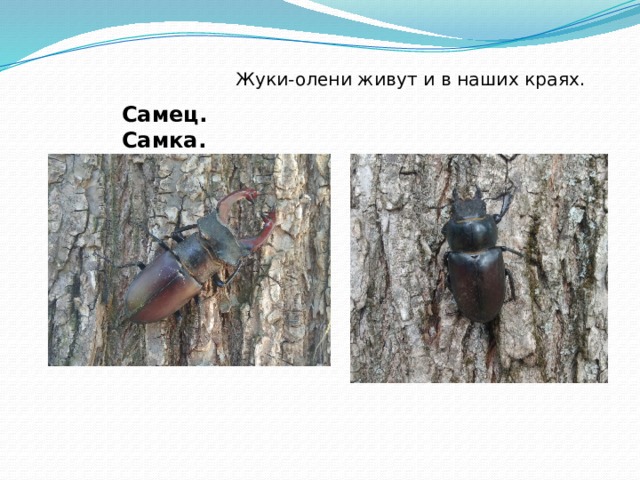  Жуки-олени живут и в наших краях. Самец. Самка. 