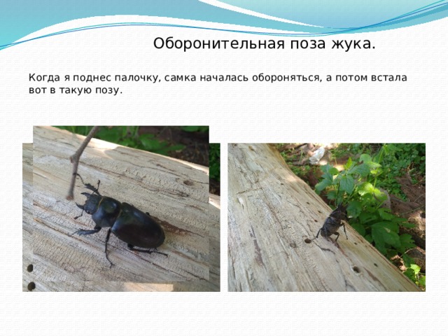  Оборонительная поза жука. Когда я поднес палочку, самка началась обороняться, а потом встала вот в такую позу.  