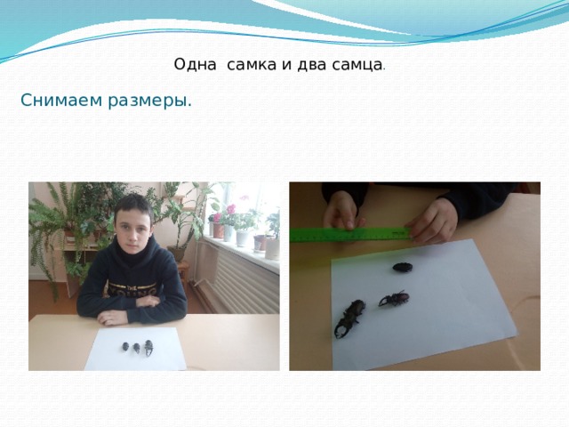 Одна самка и два самца . Снимаем размеры. 