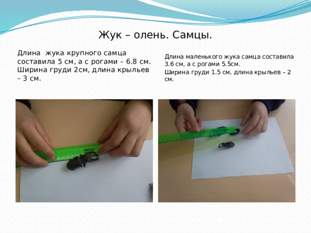 Жук – олень. Самцы. Длина жука крупного самца составила 5 см, а с рогами – 6.8 см. Ширина груди 2см, длина крыльев – 3 см. Длина маленького жука самца составила 3.6 см, а с рогами 5.5см. Ширина груди 1.5 см, длина крыльев – 2 см.  