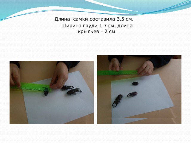 Длина самки составила 3.5 см. Ширина груди 1.7 см, длина крыльев – 2 см . 