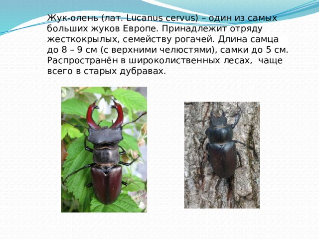 Жук-олень (лат. Lucanus cervus) – один из самых больших жуков Европе. Принадлежит отряду жесткокрылых, семейству рогачей. Длина самца до 8 – 9 см (с верхними челюстями), самки до 5 см. Распространён в широколиственных лесах,  чаще всего в старых дубравах.   