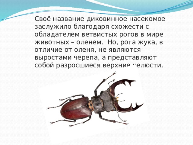 Своё название диковинное насекомое заслужило благодаря схожести с обладателем ветвистых рогов в мире животных – оленем.  Но, рога жука, в отличие от оленя, не являются выростами черепа, а представляют собой разросшиеся верхние челюсти. 