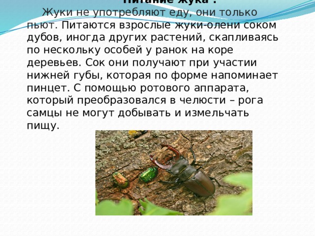  Питание жука . Жуки не употребляют еду, они только пьют. Питаются взрослые жуки-олени соком дубов, иногда других растений, скапливаясь по нескольку особей у ранок на коре деревьев. Сок они получают при участии нижней губы, которая по форме напоминает пинцет. С помощью ротового аппарата, который преобразовался в челюсти – рога самцы не могут добывать и измельчать пищу. 