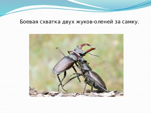  Боевая схватка двух жуков-оленей за самку.   