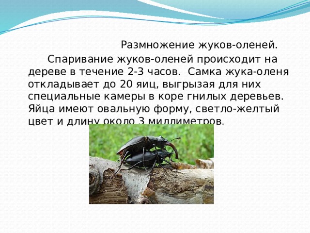  Размножение жуков-оленей.    Спаривание жуков-оленей происходит на дереве в течение 2-3 часов. Самка жука-оленя откладывает до 20 яиц, выгрызая для них специальные камеры в коре гнилых деревьев. Яйца имеют овальную форму, светло-желтый цвет и длину около 3 миллиметров . 