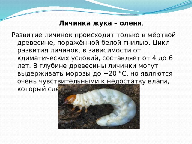 Личинка жука – оленя . Развитие личинок происходит только в мёртвой древесине, поражённой белой гнилью. Цикл развития личинок, в зависимости от климатических условий, составляет от 4 до 6 лет. В глубине древесины личинки могут выдерживать морозы до −20 °С, но являются очень чувствительными к недостатку влаги, который сдерживает их рост . 