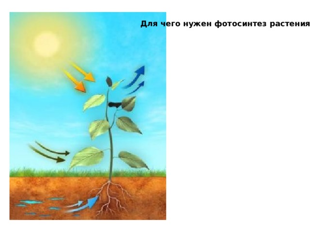 Для чего нужен фотосинтез растениям? 