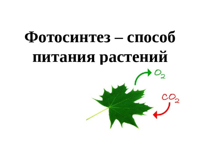 Фотосинтез – способ питания растений 