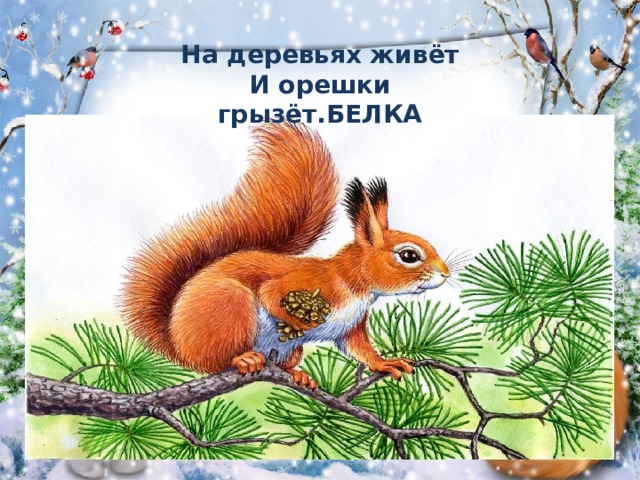 На деревьях живёт  И орешки грызёт.БЕЛКА   