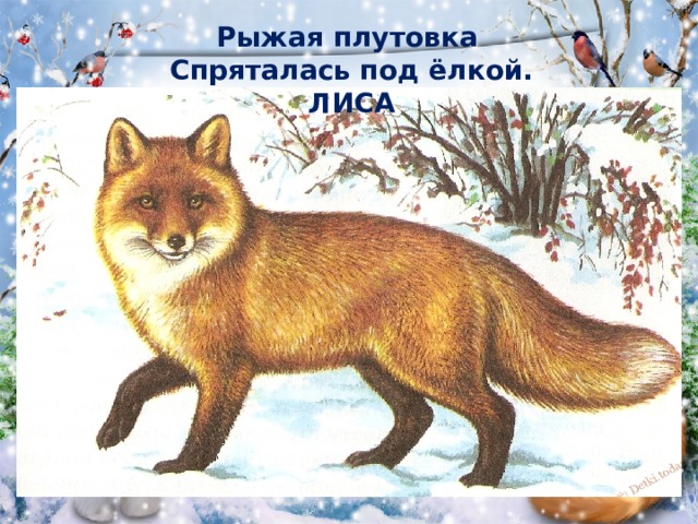 Рыжая плутовка   Спряталась под ёлкой. ЛИСА   