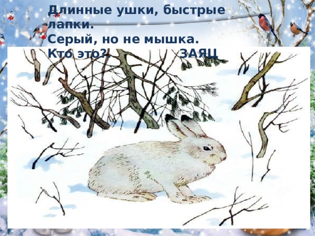 Длинные ушки, быстрые лапки.   Серый, но не мышка.   Кто это?. ЗАЯЦ 