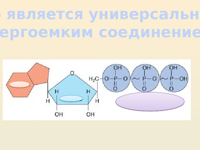 Что является универсальным Энергоемким соединением? 