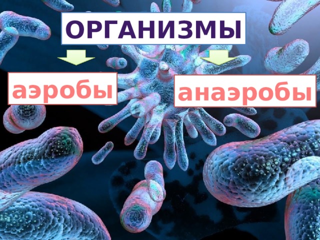 организмы аэробы анаэробы 