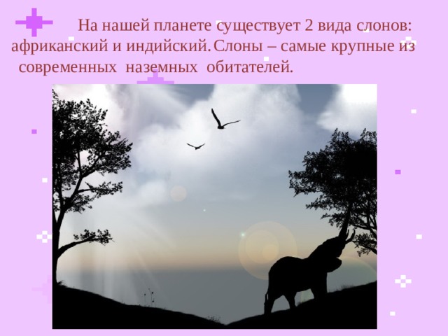  На нашей планете существует 2 вида слонов: африканский и индийский.  Слоны – самые крупные из современных наземных обитателей.  