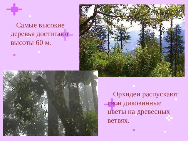  Самые высокие деревья достигают высоты 60 м.  Орхидеи распускают свои диковинные цветы на древесных ветвях.  