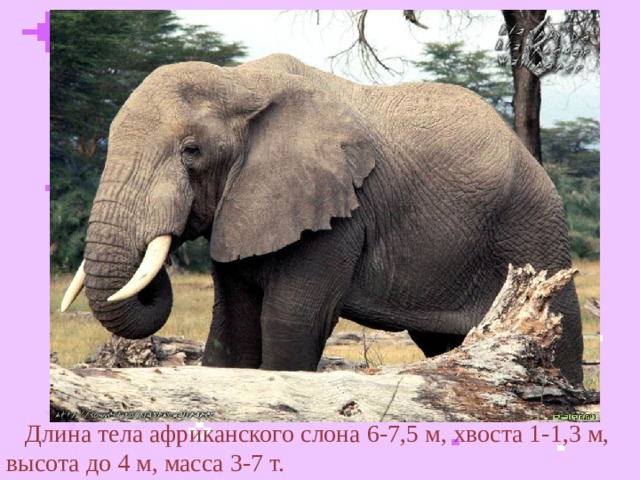  Длина тела африканского слона 6-7,5 м, хвоста 1-1,3 м, высота до 4 м, масса 3-7 т.  