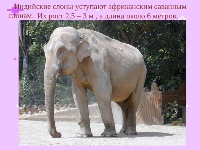  Индийские слоны уступают африканским саванным слонам. Их рост 2,5 – 3 м , а длина около 6 метров.   