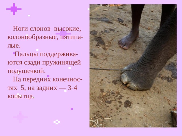 Ноги слонов высокие, колонообразные, пятипа-лые.  Пальцы поддержива-ются сзади пружинящей подушечкой.  На передних конечнос-тях 5, на задних — 3-4 копытца.  