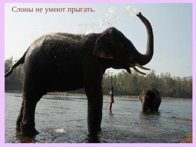 Слоны не умеют прыгать.  