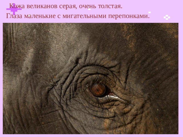  Кожа великанов серая, очень толстая. Глаза маленькие с мигательными перепонками.  