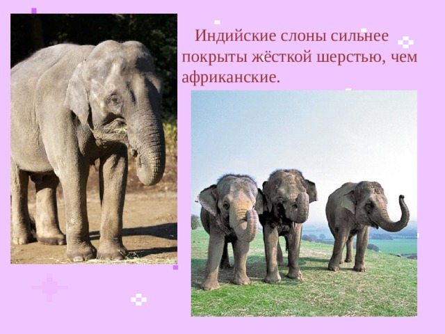  Индийские слоны сильнее покрыты жёсткой шерстью, чем африканские.  