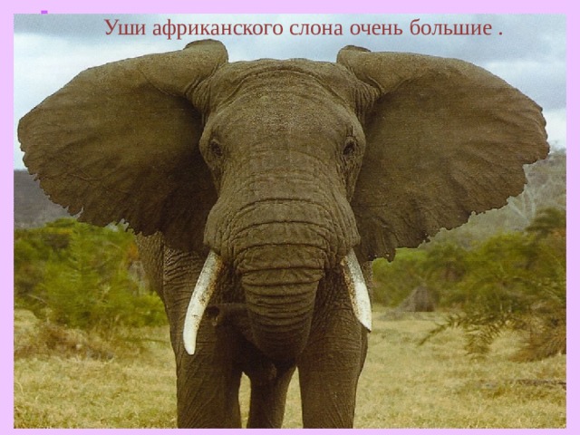 Уши африканского слона очень большие .  