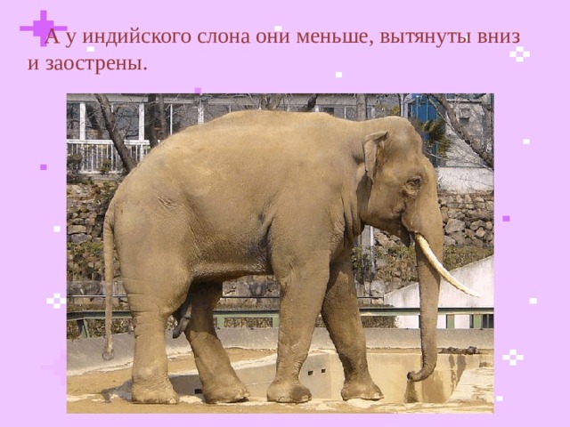  А у индийского слона они меньше, вытянуты вниз и заострены.  