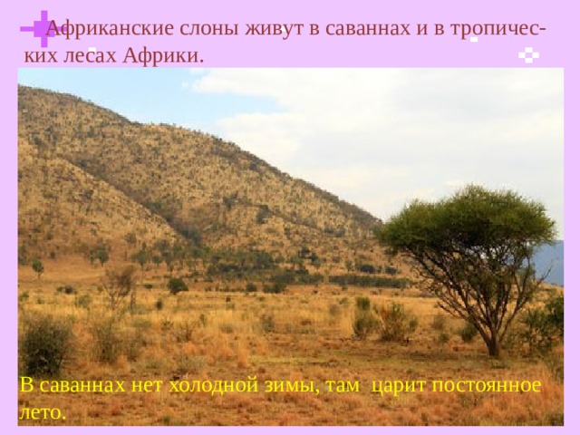 Африканские слоны живут в саваннах и в тропичес-ких лесах Африки. В саваннах нет холодной зимы, там царит постоянное лето.  